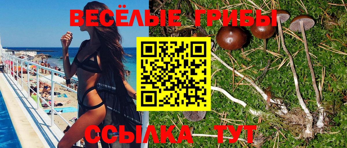 Псилоцибиновые грибы Psilocybe Волоколамск